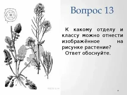 К какому из этих типов