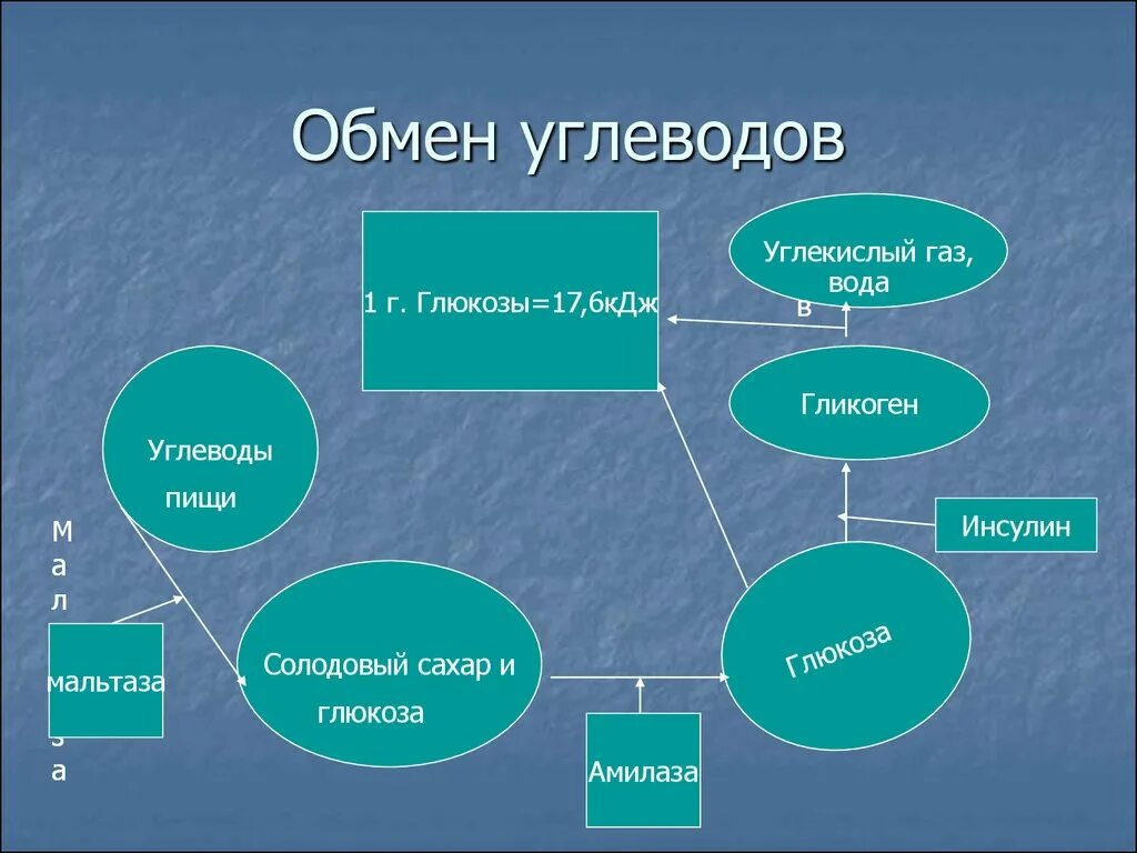 Обмен жиров белков углеводов воды. Обмен углеводов схема. Обмен углеводов в организме человека схема. Схема углеводного обмена в организме. Составить схему обмена углеводов.