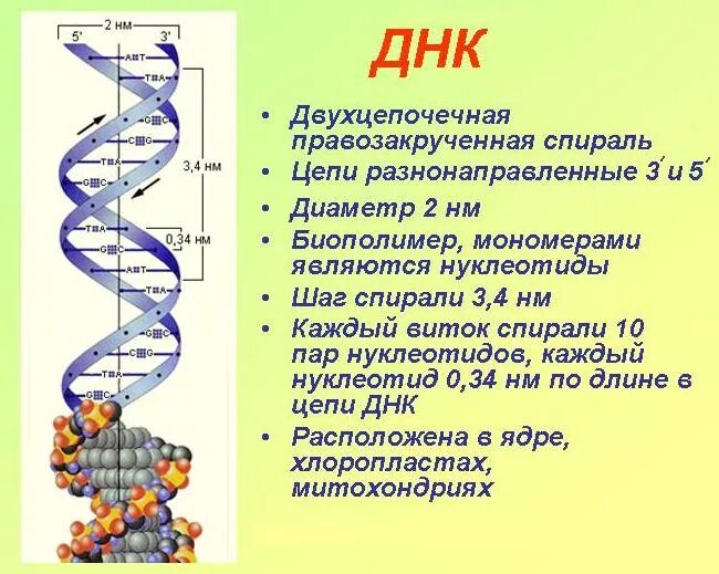 Какие структуры в ядрах содержат днк. Спираль ДНК. Строение ДНК человека. Строение клетки ДНК человека. Где располагается ДНК.