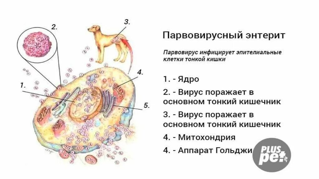 Парвовирусный гастроэнтерит у собак. Парвовирусный энтерит собак понос. Парвовирусный гастроэнтерит возбудитель у собак. Гастроэнтерит у животных. Признаки энтерита у собаки