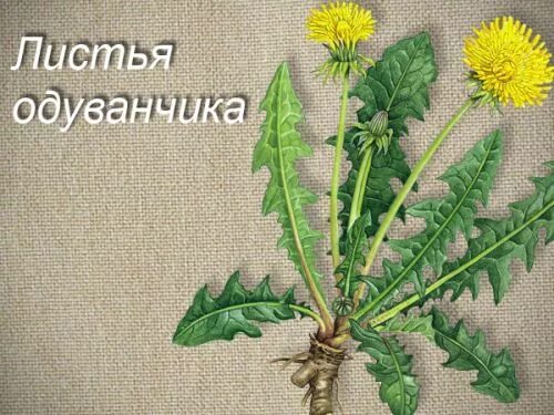 Полезен листьев одуванчика. Одуванчик лекарственный листья. Листок одуванчика. Jlteyxbr листья. Лист одуванчика одуванчика.