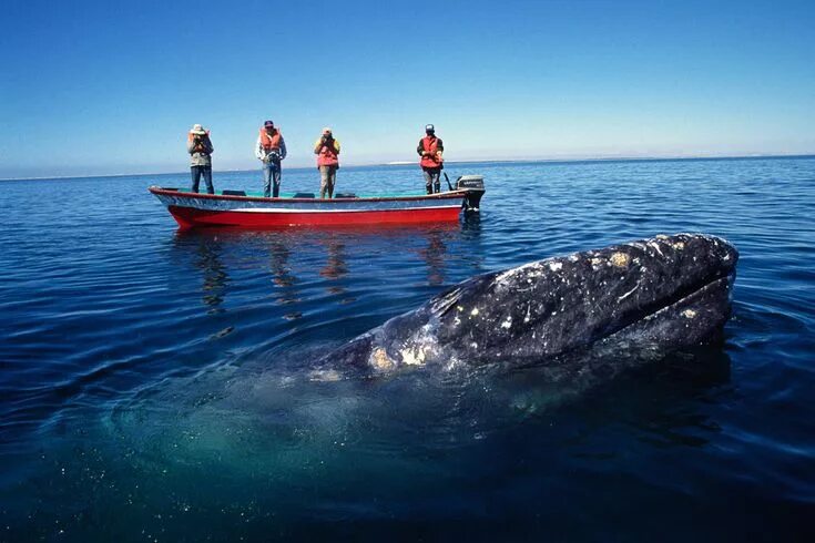 County Cork Small Group Whale and Dolphin Watching Tour 2024