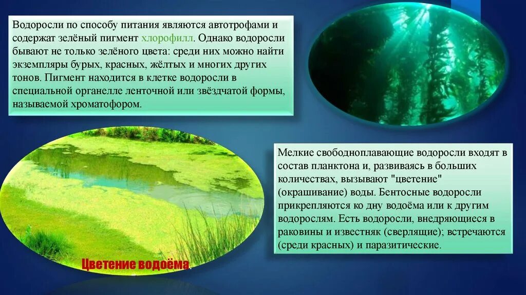 В клетках водорослей содержится. Водоросли автотрофы. Бурые водоросли автотрофы. По способу питания водоросли автотрофы. Содержит зеленый пигмент хлорофилл.