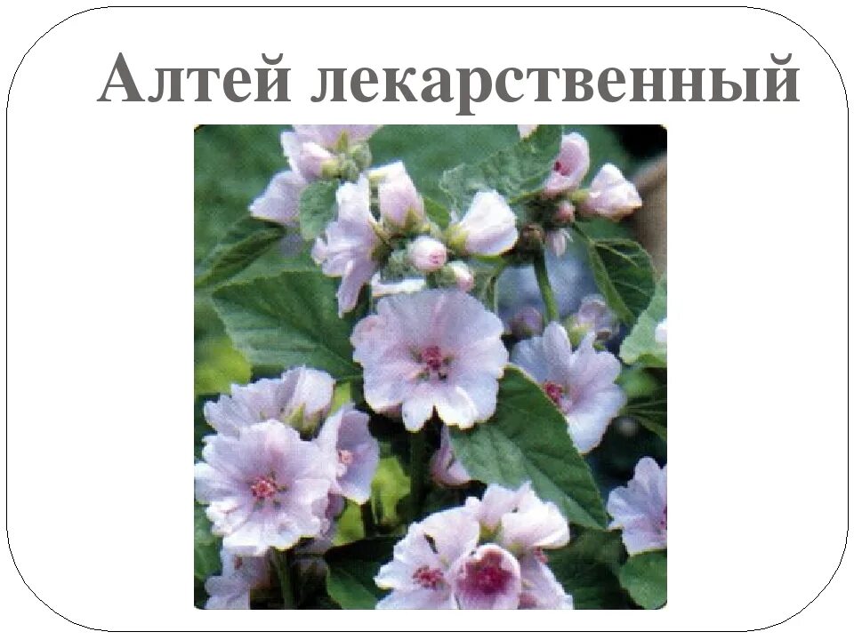 Алтей лекарственный целитель. Цветок алтея лекарственного. Лекарственное растение алтей лекарственный. Алтея лекарственного трава описание. Лекарственное растение алтей лекарственный.
