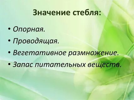 Какое значение в жизни растений имеет стебель