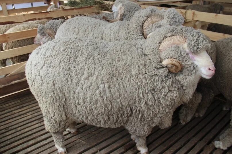 Грозненский меринос баран. Сальский меринос порода овец. Волгоградская тонкорунная порода овец. Грозненская тонкорунная порода овец. Овцы купить в ставропольском