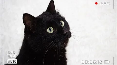 Черныш кот