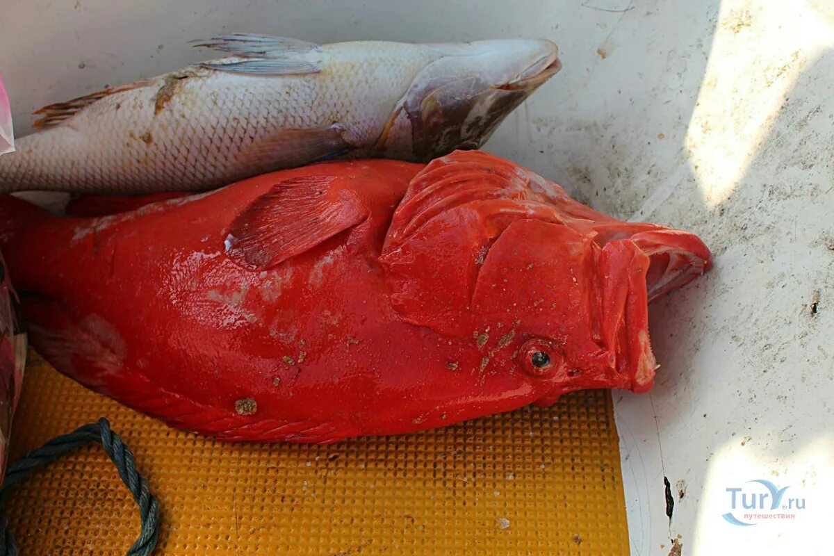 Рыба на шри ланке. Морской окунь Шри Ланка. Чикен Фиш Шри Ланка. Coral Fish Шри Ланка. Рыбы Шри Ланки.