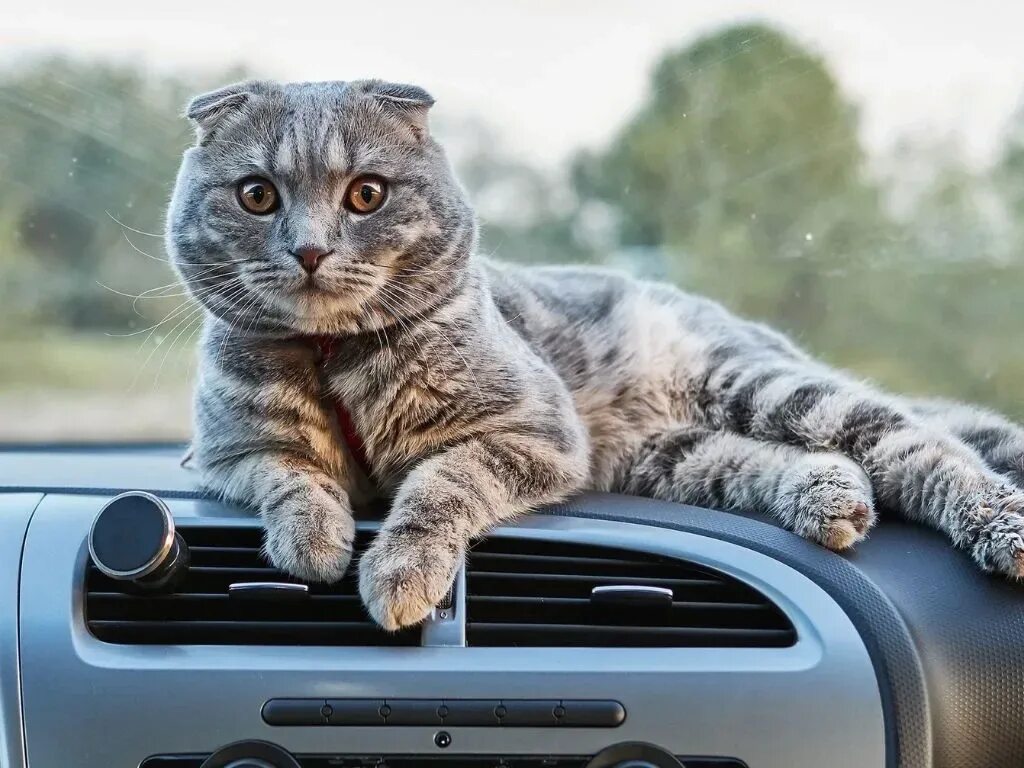 Cat can car
