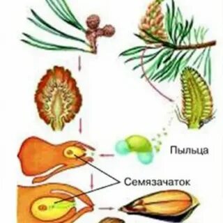Опишите процесс размножения сосны