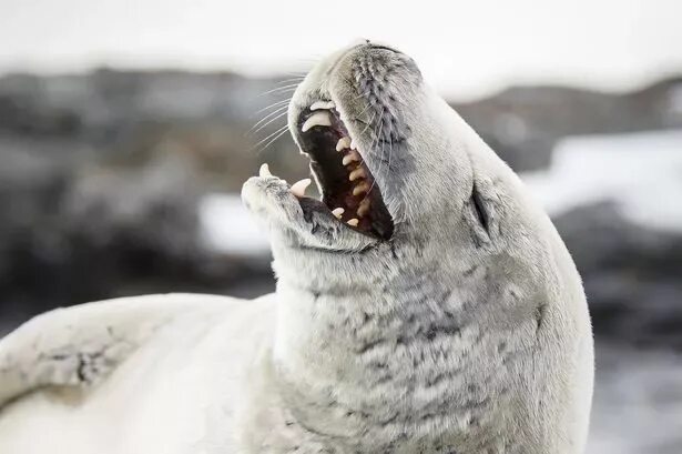 The little seal is laughing at us. Морской котик зевает. Тюлень зевает. Морж зевает. Тюлень смеется.
