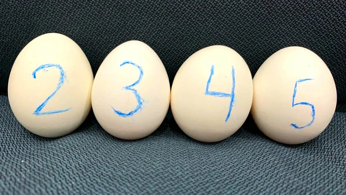 Фотографии вареных яичек. Минималистичный сваренного яйца. Яйцечёска.