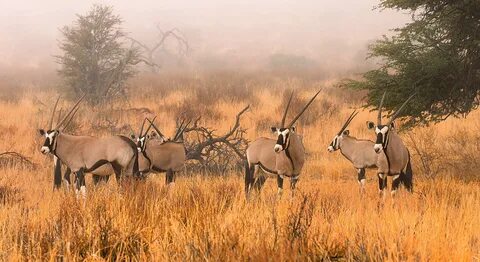 Diverse wildlife