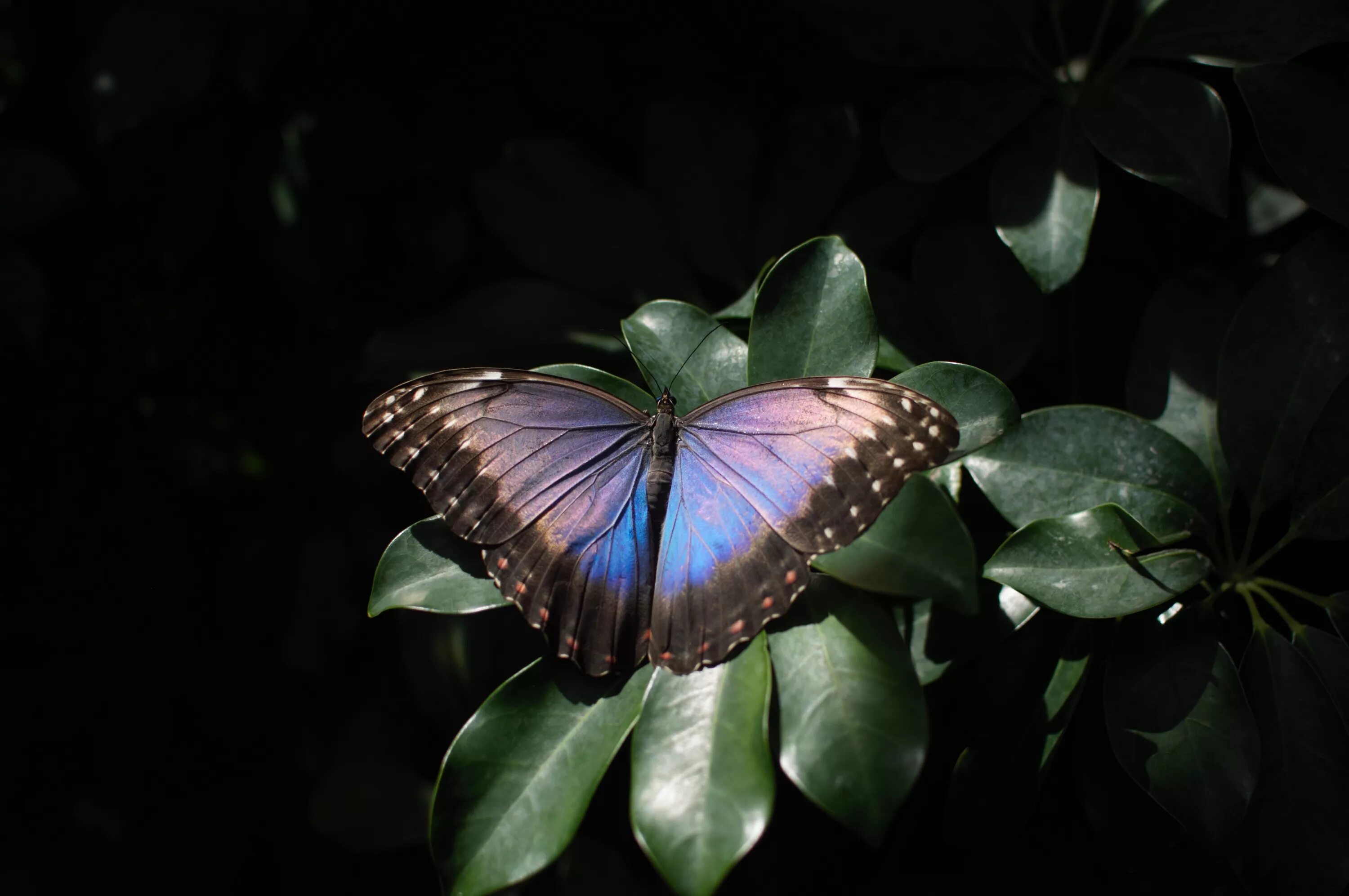 Красивые бабочки. Редкие бабочки. Ночная бабочка. Красивый мотылек. Спящие ночью бабочки