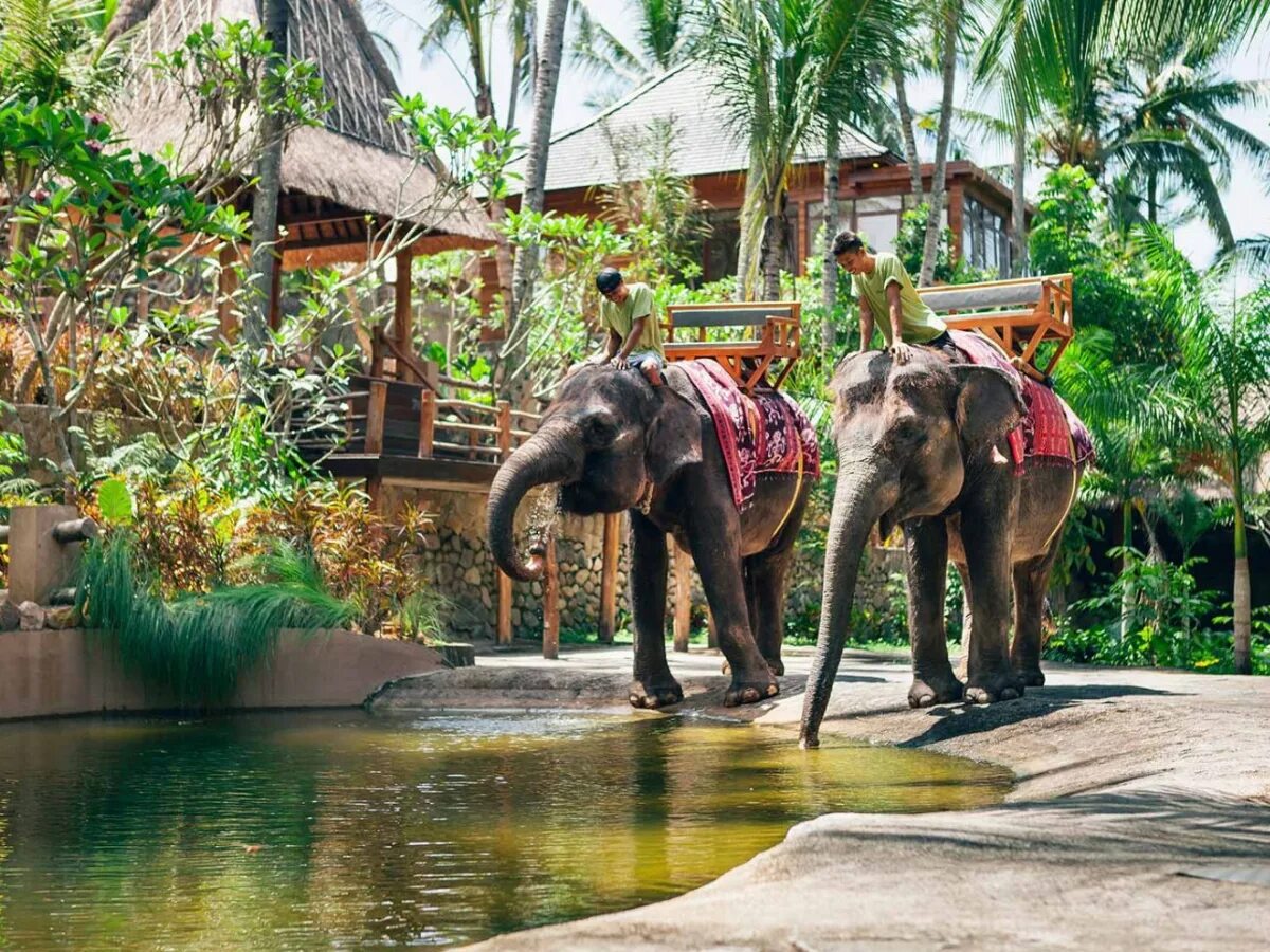 Elephant sanctuary park. Lombok Wildlife Park. Парк слонов Бали. Сафари на слонах Бали.