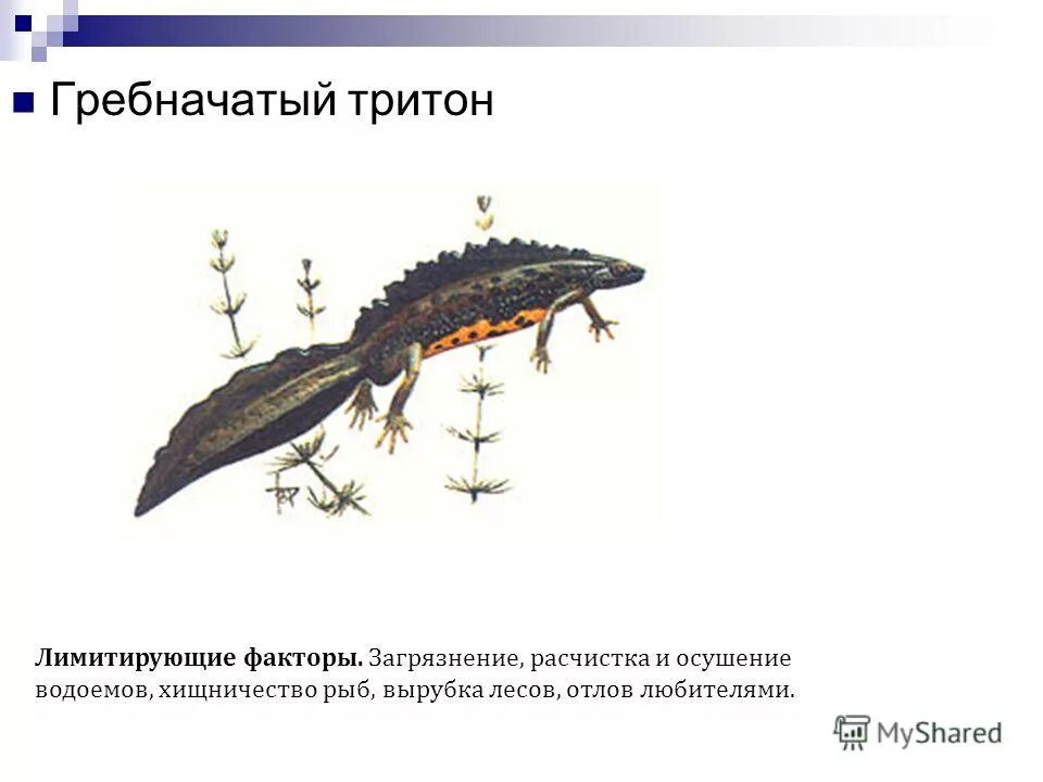 чем дышит тритон. гребенчатый тритон перепонок. обыкновенный тритон. чем дышит тритон. чем дышит тритон.