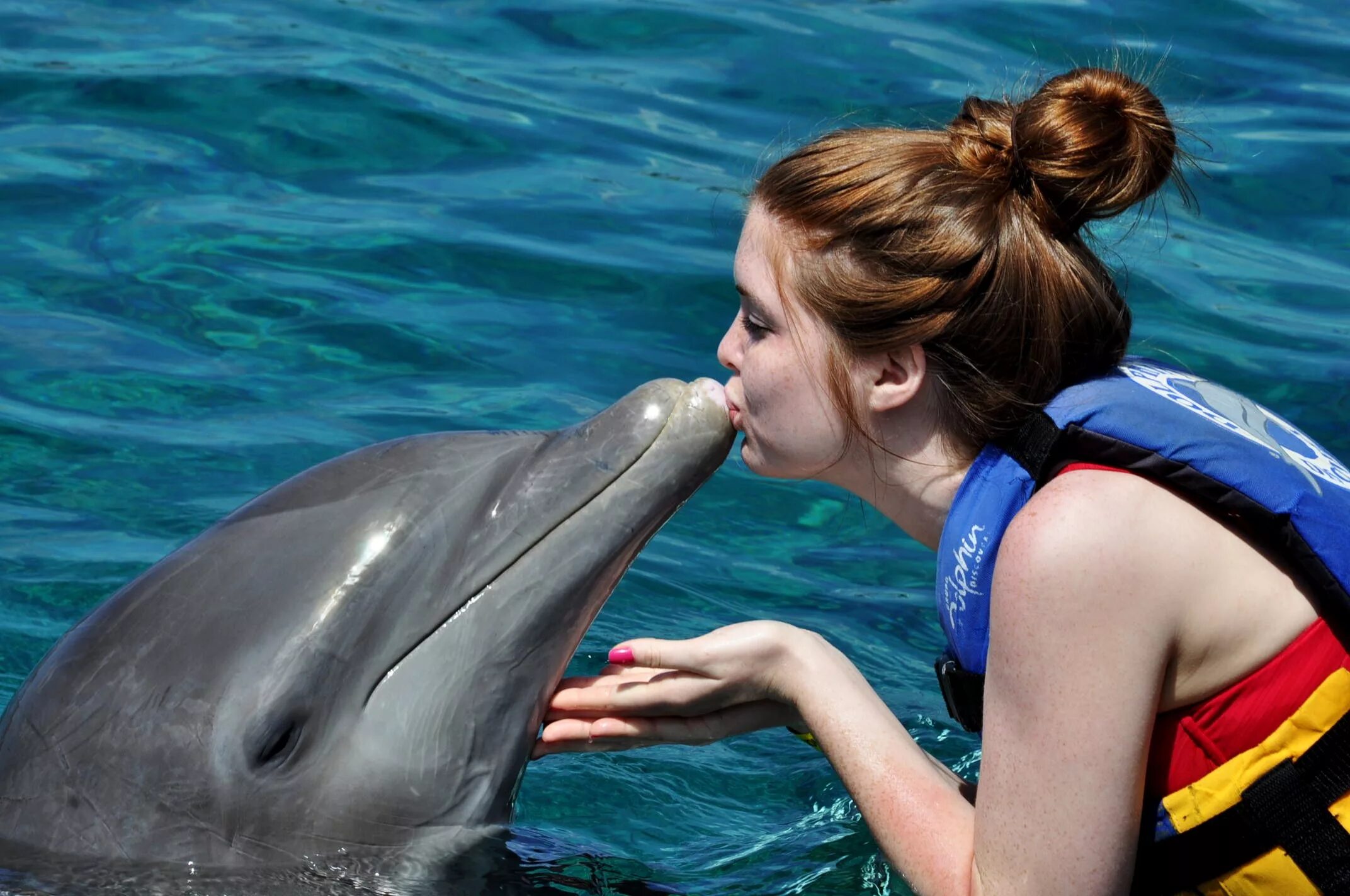апология дельфины. дельфины средиземного моря. мацеста дельфины. грустный дельфин. синий дельфин.