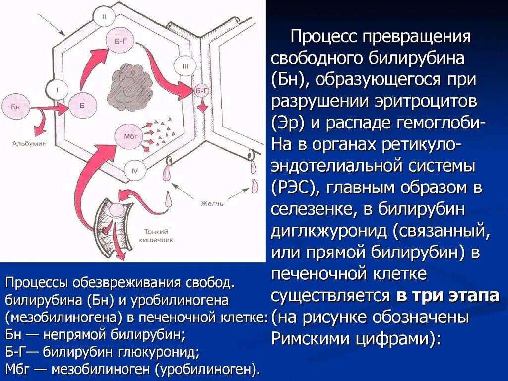 Эндотелиальные клетки печени. Ретикулоэндотелиальная система. Обезвреживание непрямого билирубина происходит в клетках. Ретикулоэндотелиальная система печени. Клетки печени в дистиллированной воде