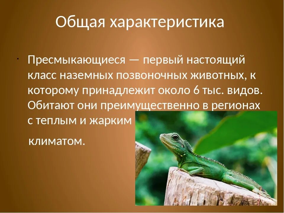 Пресмыкающиеся животные кратко