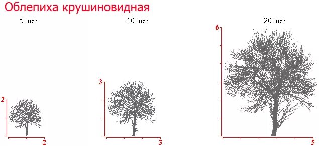 На рисунке изображены облепиха и дуб. Облепиха крушиновидная диаметр кроны. Облепиха диаметр кроны. Облепиха высота дерева. Облепиха крушиновидная крона.