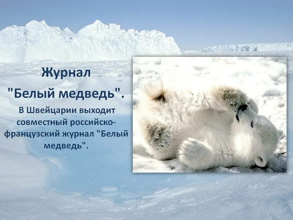 Физминутка про белого медведя. Белые медведи в новосибирском зоопарке. Стих про белого медведя. Загадка про белого медведя для детей. Загадка про белого мишку.