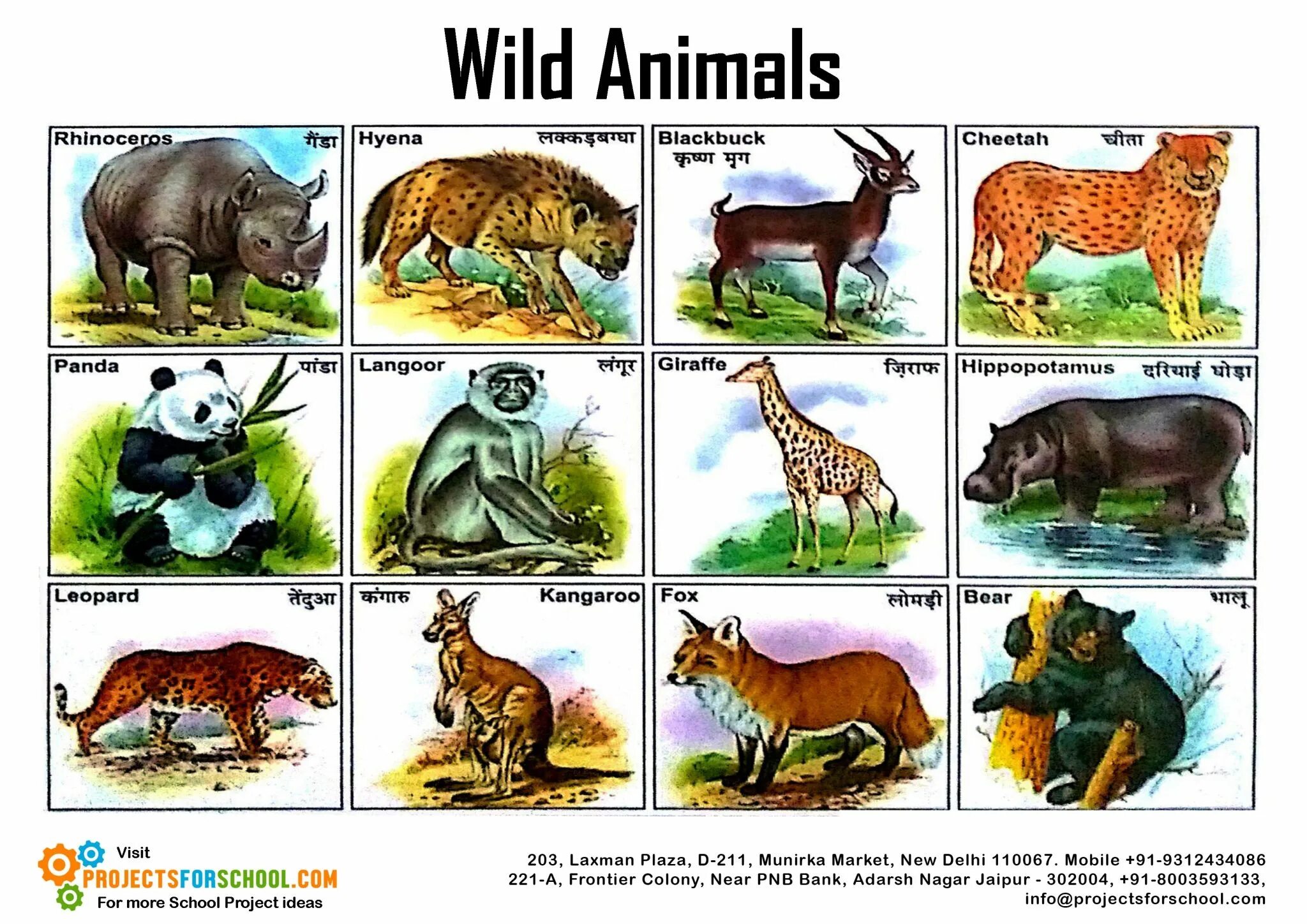 Keeping wild animals as pets essay