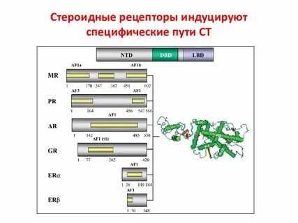 Путь белка