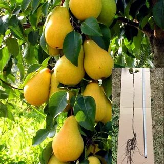 Груша медовая описание и фото