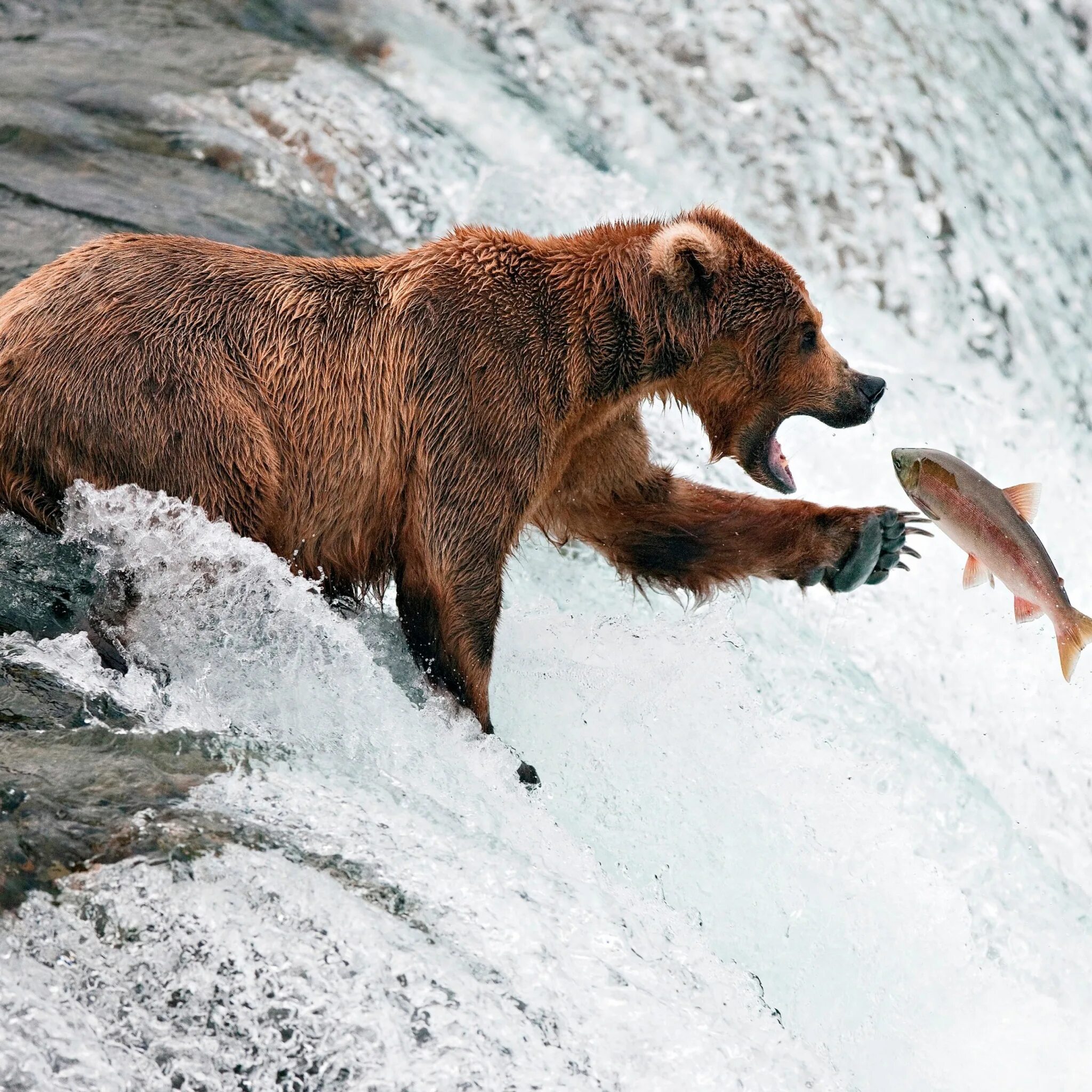 Камчатский бурый медведь. Бурый медведь Камчатский медведь. Бурый медведь Камчатки. Медведь Камчатский Камчатский бурый. Bear s eye