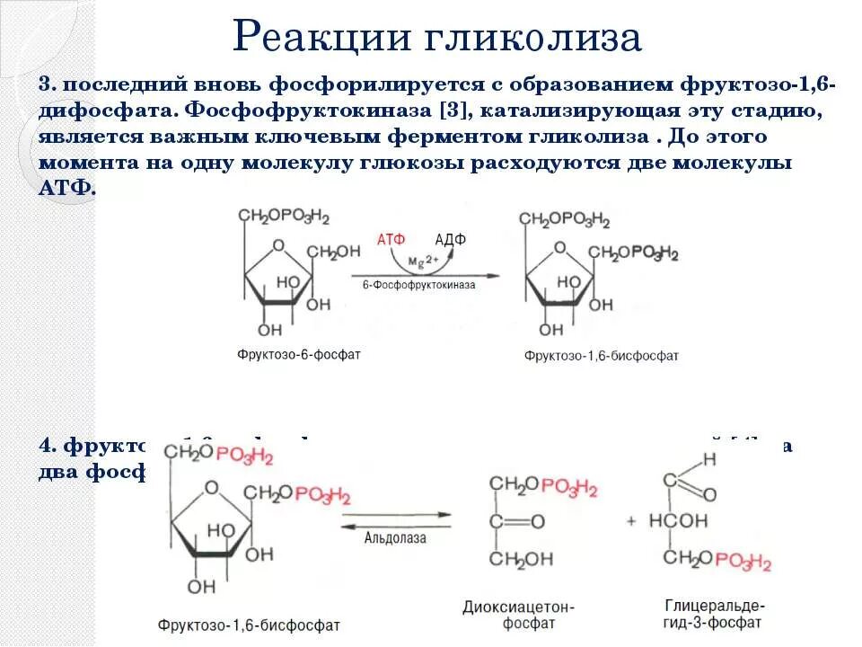 Реакция с участием фермента. Ферменты катализируют реакции гликолиза. Фосфофруктокиназа катализирует реакцию. Фермент анаэробного гликолиза фосфофруктокиназы. Фруктозо 1 6 фосфатаза катализирует реакцию.