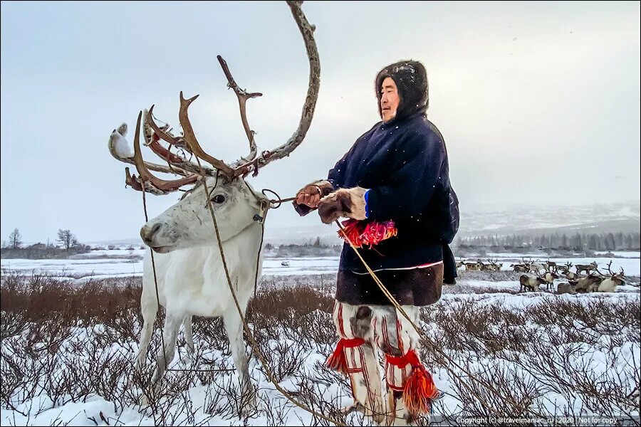 Оленеводы. Оленеводы в тундре. Почему оленевод. Северный олень тундра ненцы. Почему оленевод.