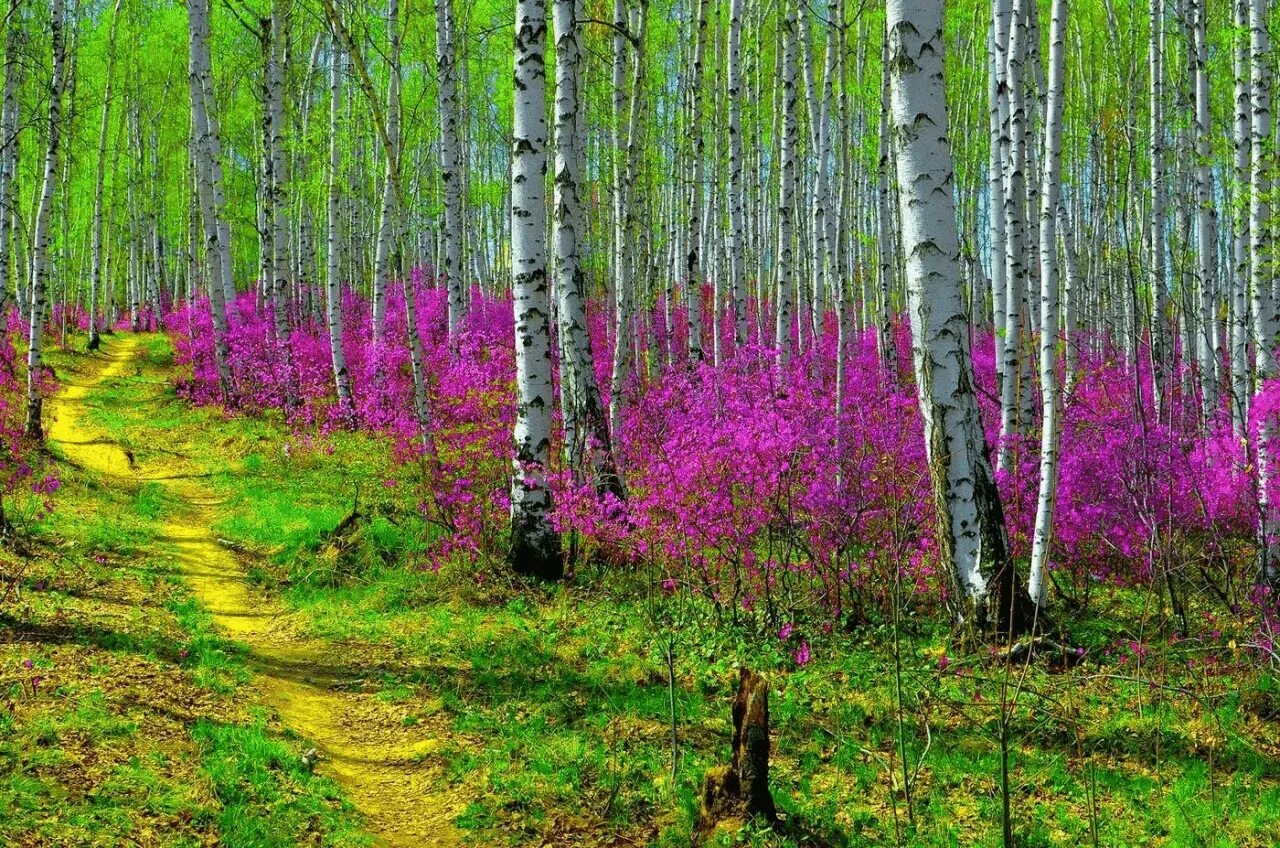 Рододендрон Даурский в березовой роще. Багульник березовый. Багульник в березовой роще. Багульник в березах.