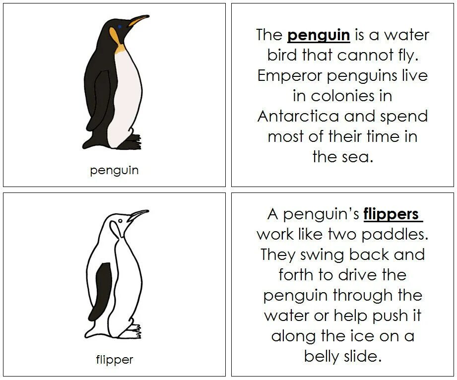 Penguins for children. Penguin Kids книги. Пингвин Монтессори. Рабочие листы пингвины. Пингвин перевод