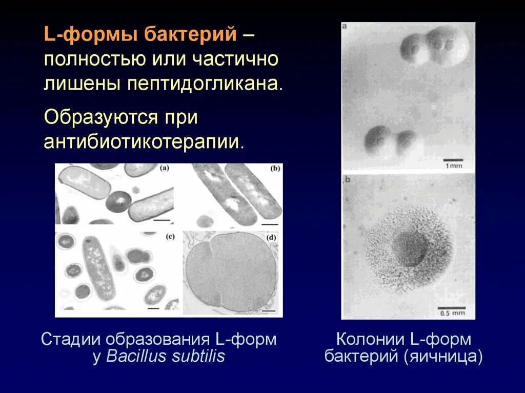 S форма бактерий. L формы бактерий. L формы бактерий микробиология. Сферопласты бактерий. Микоплазмы и l-формы бактерий.