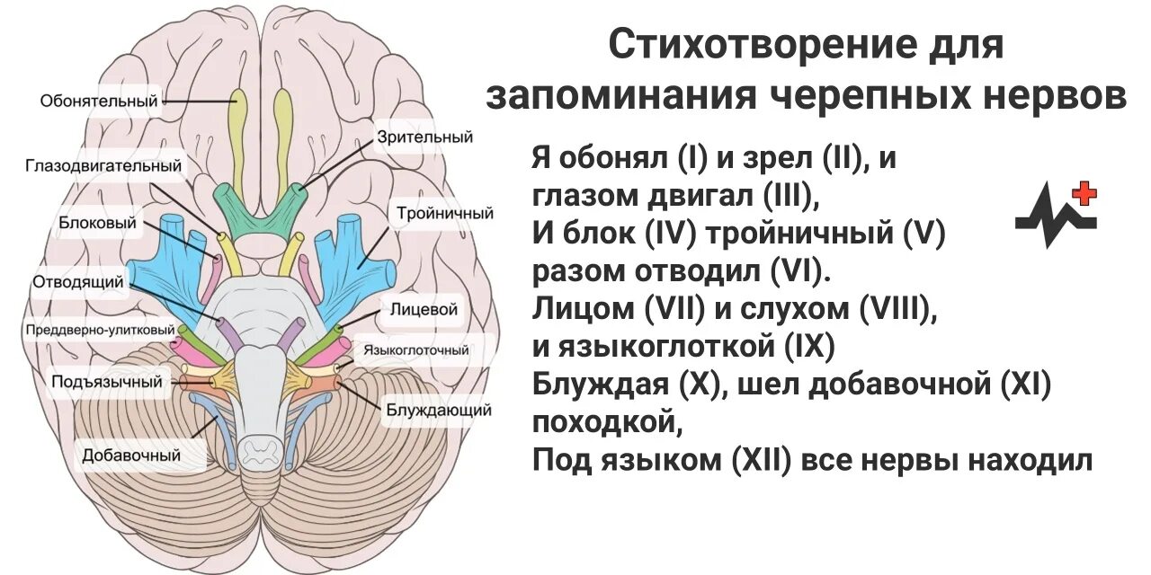 Количество нервов в головном мозге. 12 Пар черепных нервов схема. 12 Пар черепно мозговых нервов стишок. Стих про 12 пар черепных нервов. Как запомнить 12 пар черепных нервов.