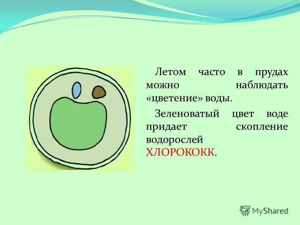 стихи про цвета светофора. светофор для детей. пдд красный стой. а зеленый цвет кати. а зеленый цвет кати.