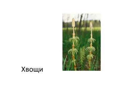 Органы хвощей