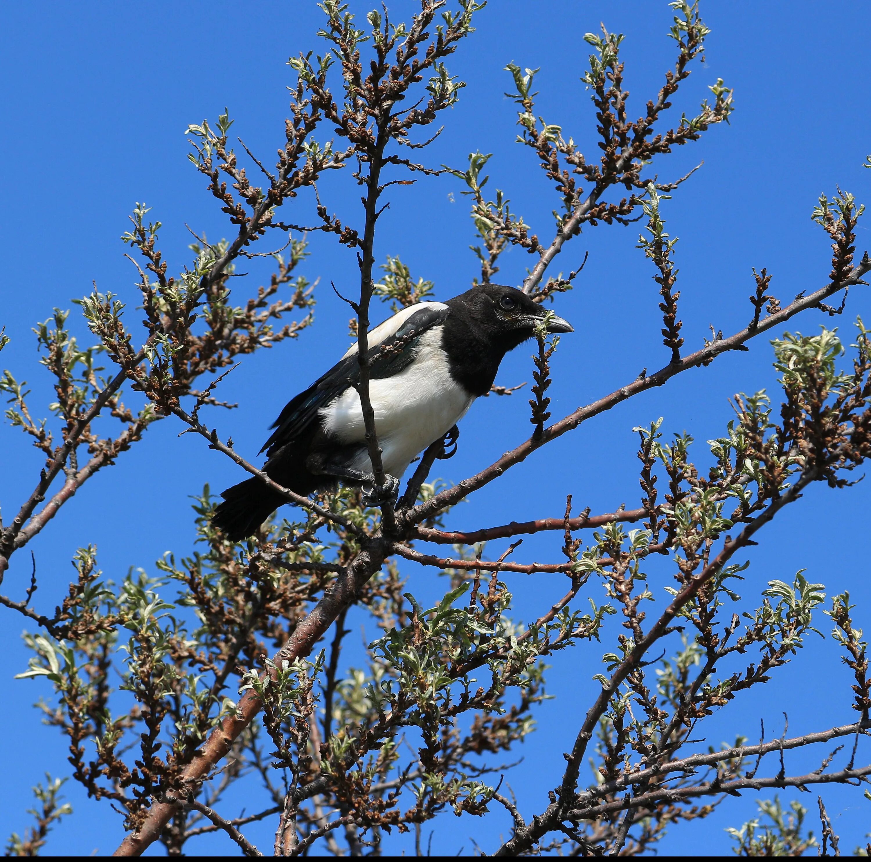 сорока птица. сороки живут. сорока обыкновенная птенец. сорока и сойка. три сороки.
