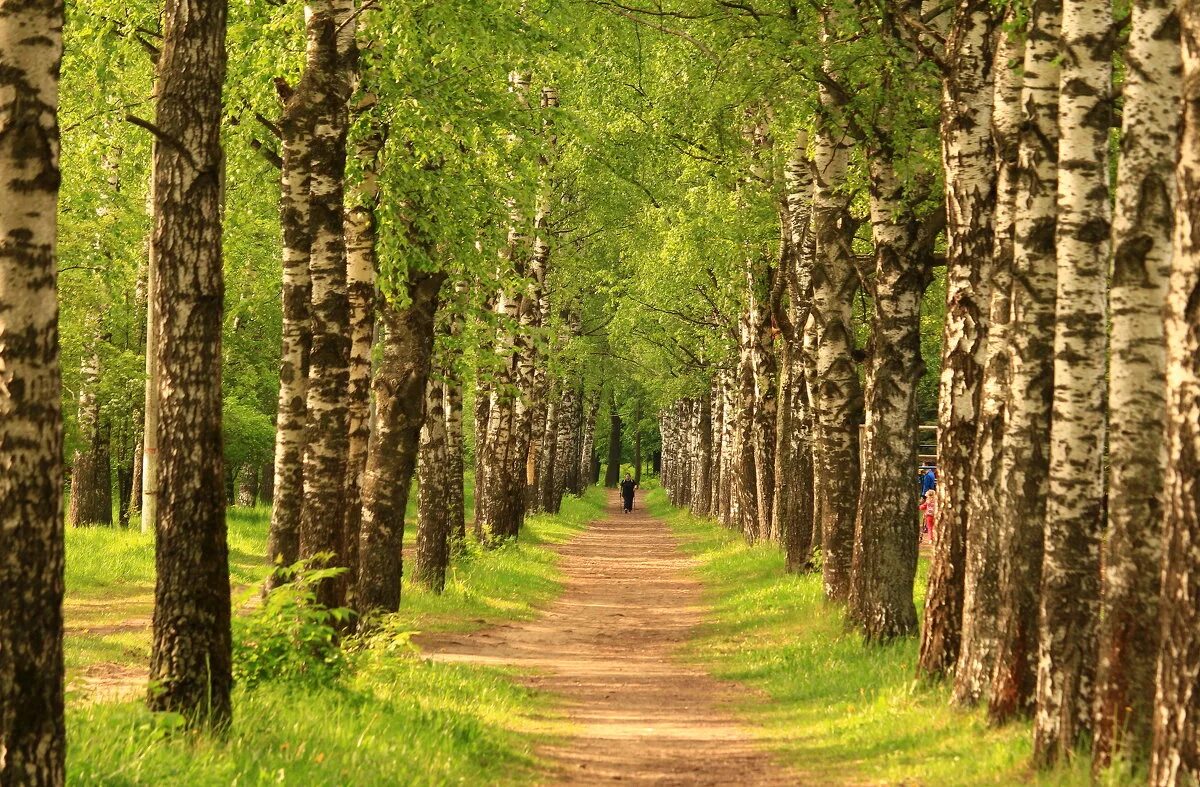 Березка подольск. Лесопарк Березки Подольск. Иркутск парк Березка. Парк Березки новая Усмань. Подольск парк Березки фото.