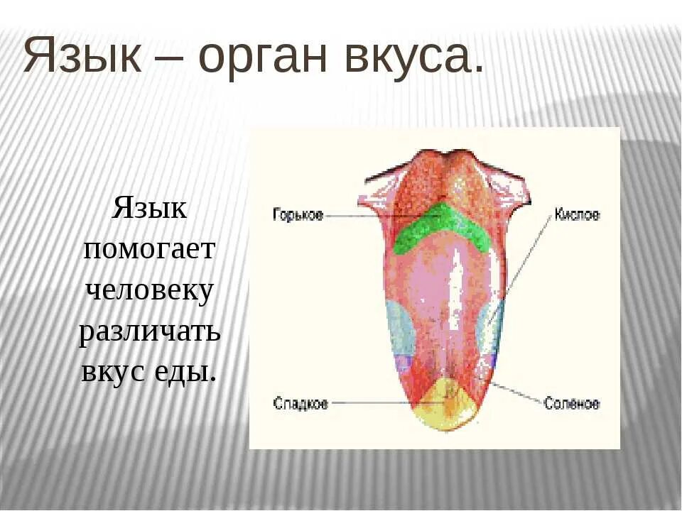 Язык орган вкуса анатомия. Как ощущается языка