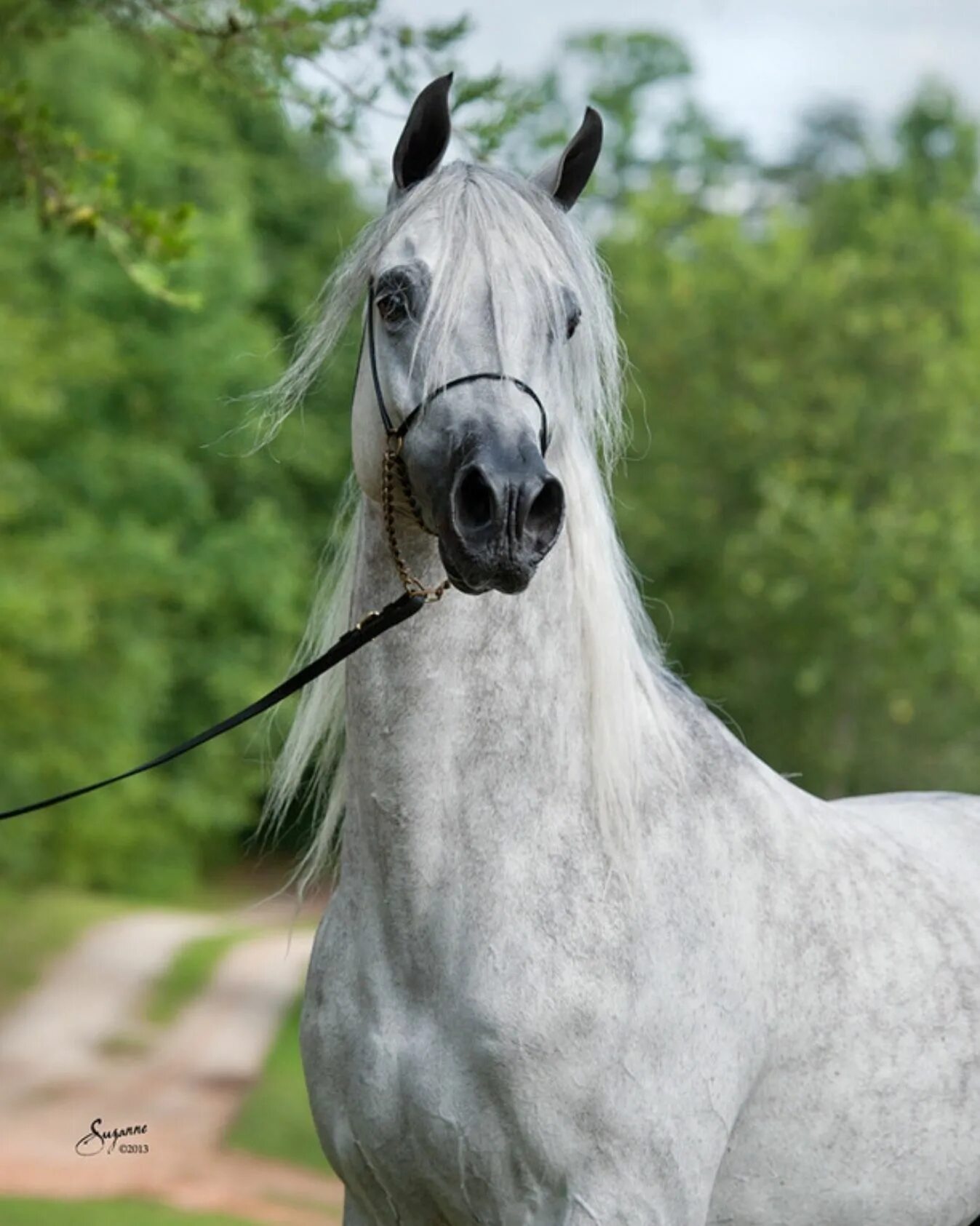 Чистокровная арабская лошадь 5. Чистокровная Андалузская лошадь. Серая масть лошади. Андалузская лошадь масти серой. Андалузская голубая.