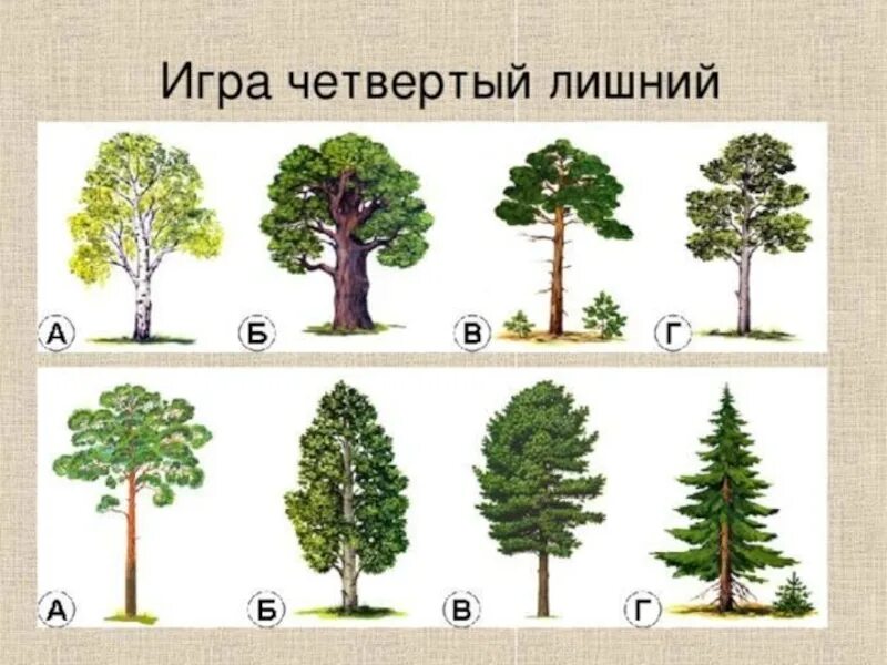 Тест кустики 4 класс с ответами. Четвертый лишний хвойные деревья. Лиственные и хвойные деревья для дошкольников. Игра хвойные и лиственные деревья. Четвертый лишний хвойные и лиственные деревья.