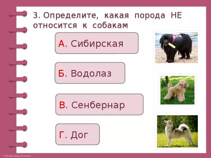 Тест про собак. Задание по окружающем мире про собак. Задания про собак и кошек окружающий мир. Породы собак задания для дошкольников. Задания про кошек и собак.