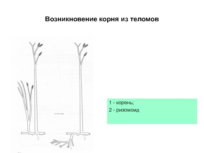 Эволюция корня. Эволюция корня у растений. Появление корня. Эволюционное происхождение корня.