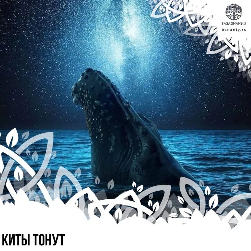 Киты тонут. Горбатый кит. Кит горбач. Киты тонут. Горбатый кит в антарктиде.