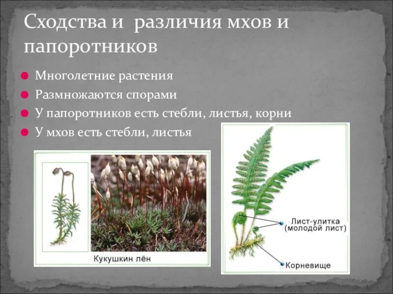Чем различаются представители низких и высших растений