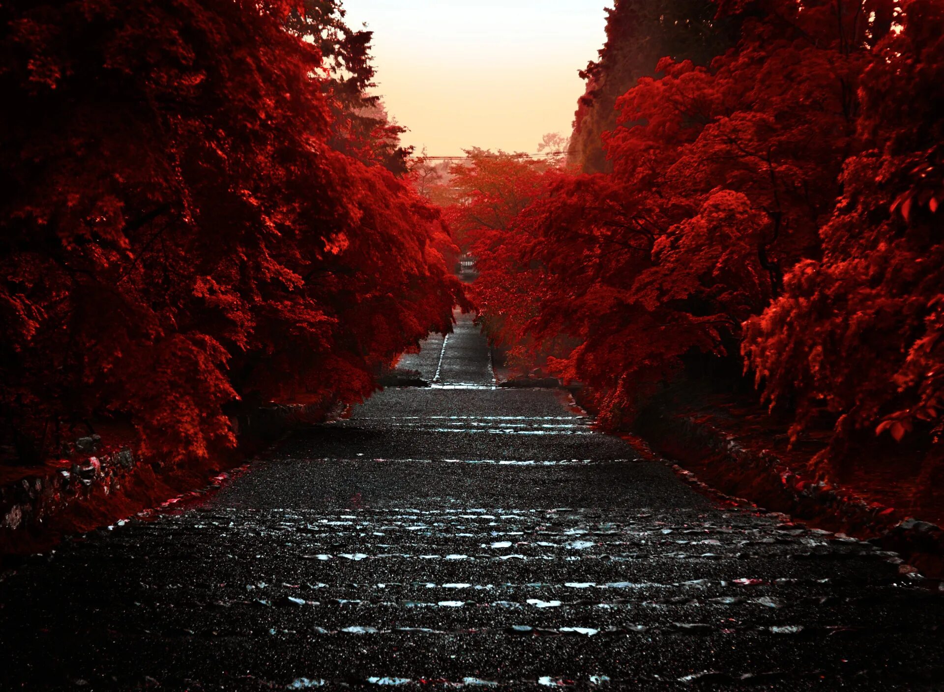 Стоки япония. Красная осень. Красное дерево. Красная природа. Пейзаж в красных тонах.