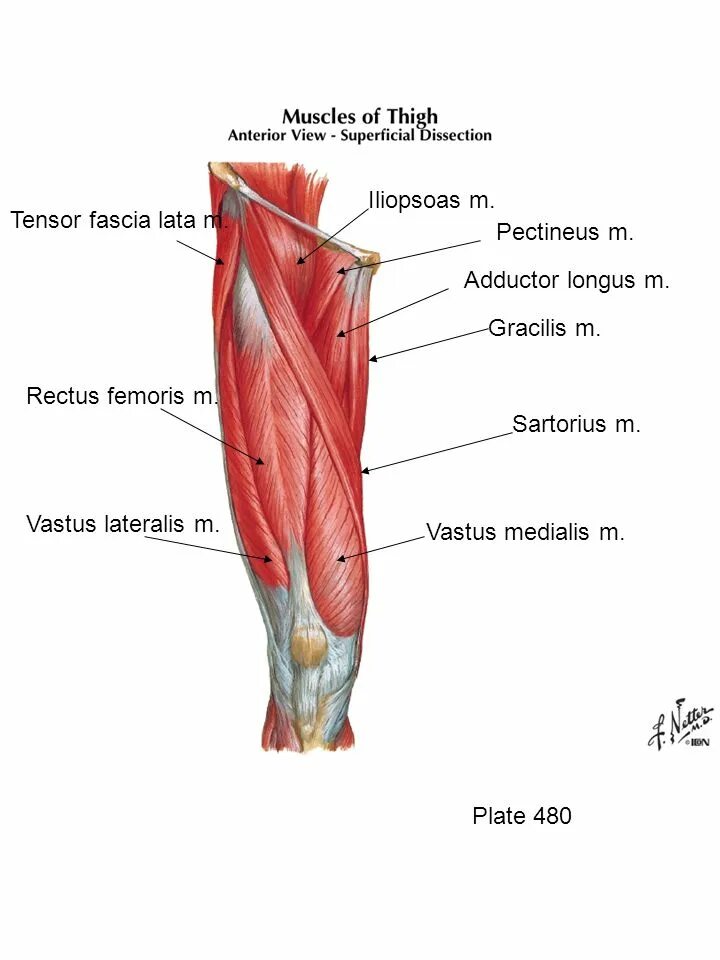 M tensor fasciae. Грацилис мышца. м tensor fascia lata. мускулюс грацилис. musculus tensor fasciae latae.