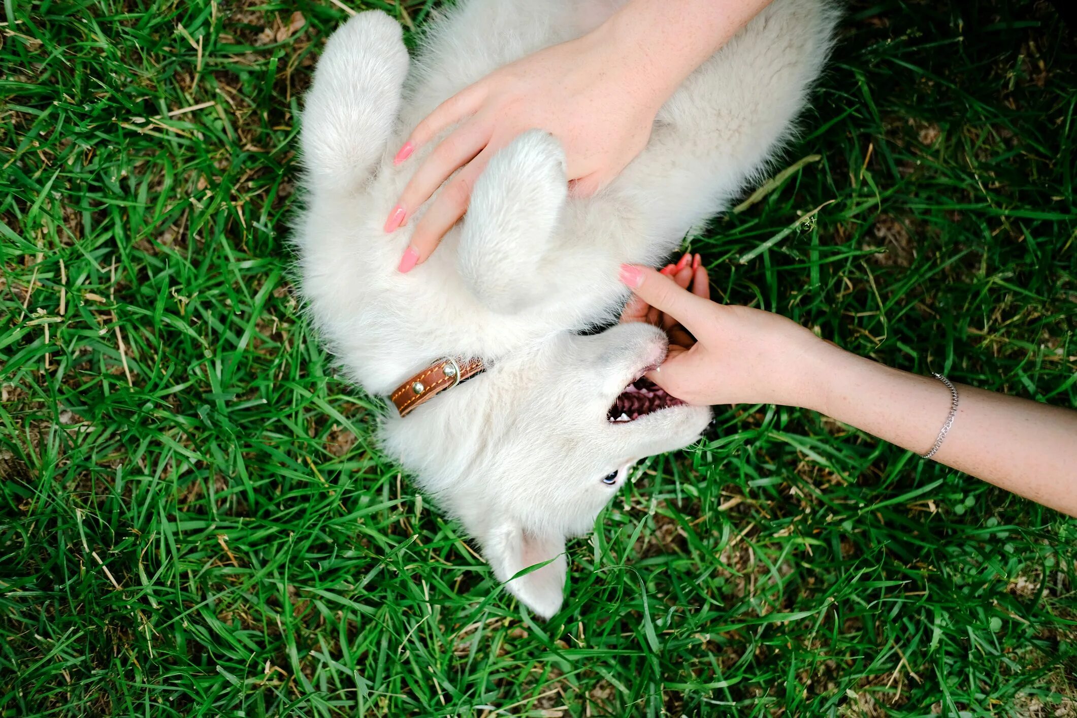 Как отучить собаку кусать руки. Собака прикусила за руку. Маленький белый щенок на ладони. Отучить кусать собаку руки.