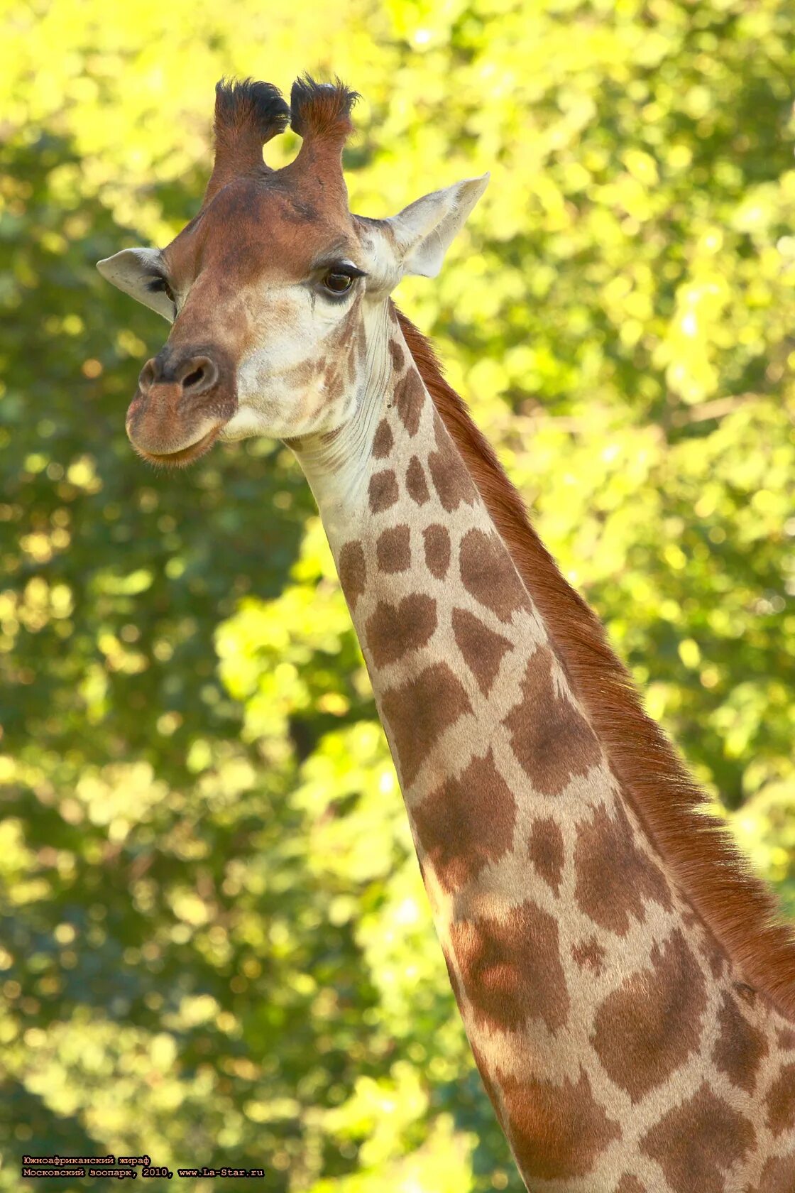 жираф в московском зоопарке. животные зоопарка жираф. южноафриканский жираф. жираф в московском зоопарке. южноафриканский жираф.